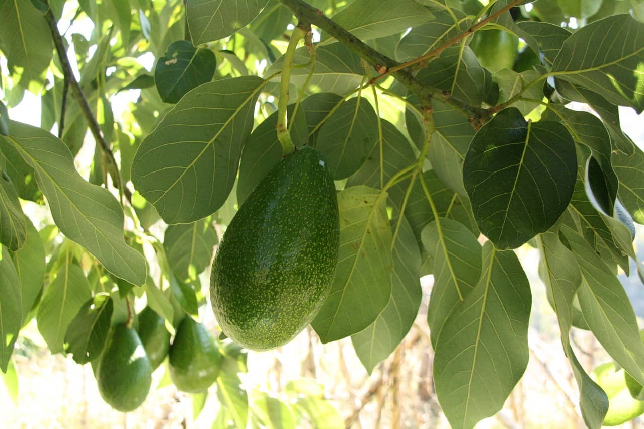 growing avocado in florida