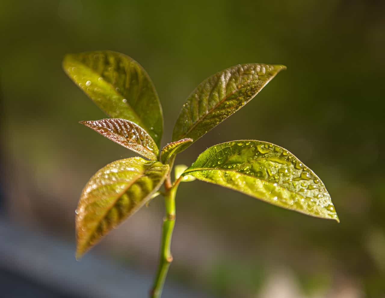 Are Your Avocado Leaves Turning Brown? This is How to Save Them 1