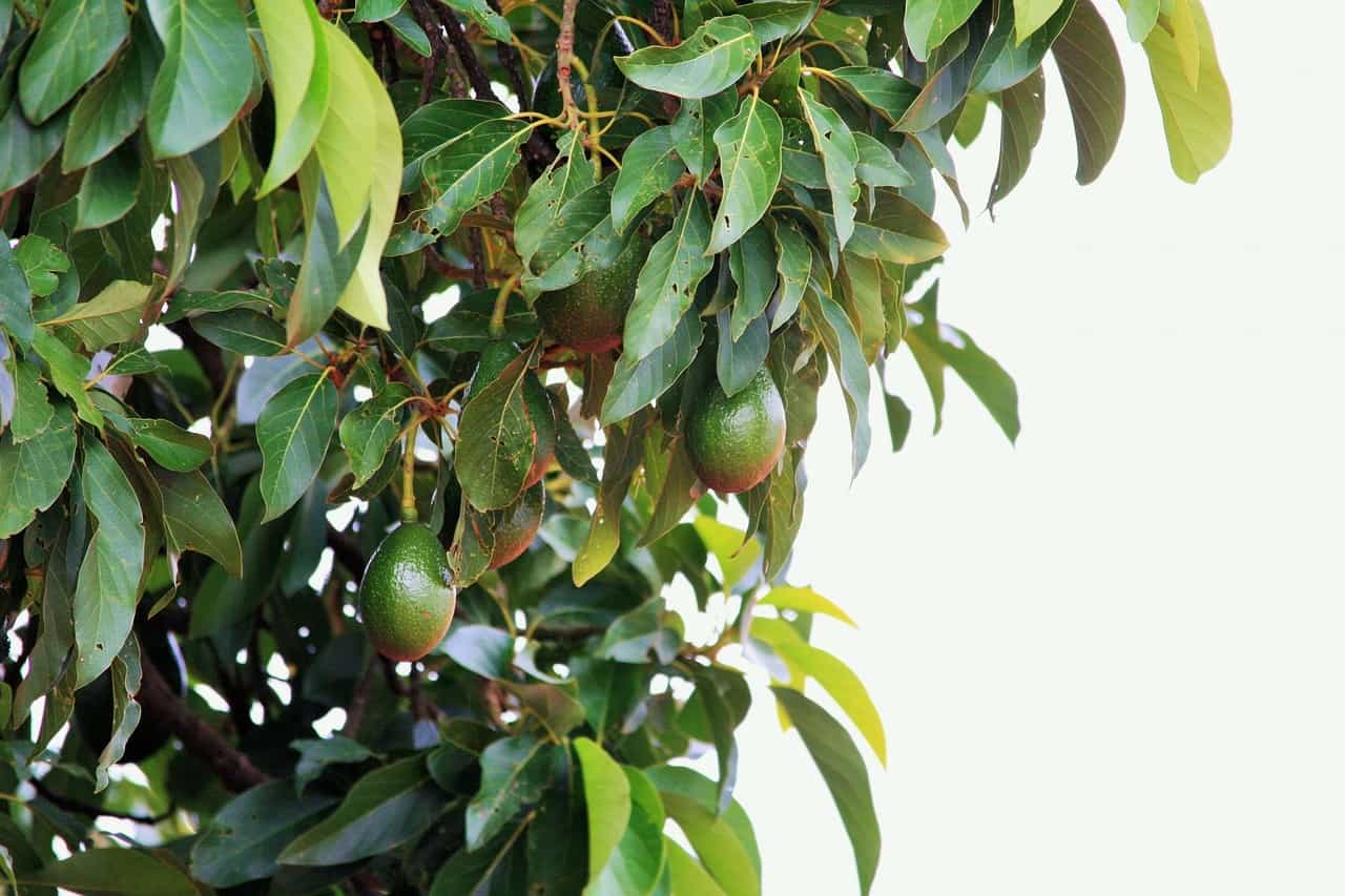 how to prune an avocado tree