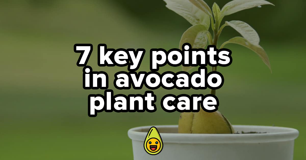 7 Key Points in Avocado Plant Care - Avocado Buddy Guide
