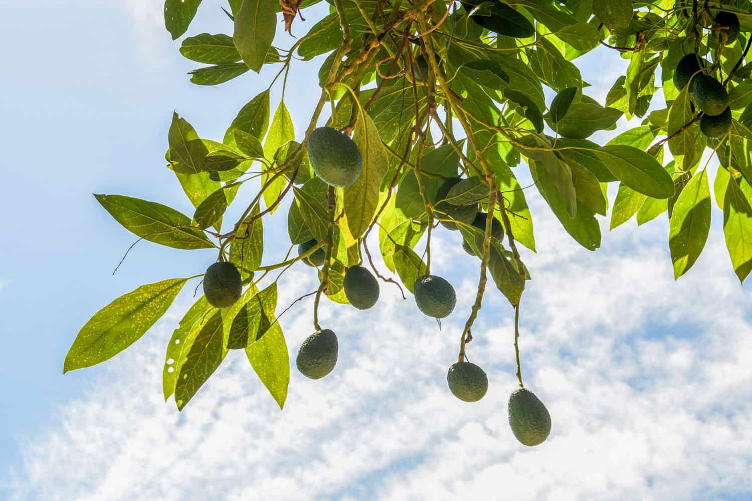 avocado tree height