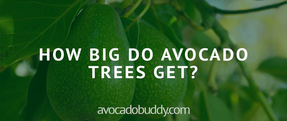 How big do avocado trees get? 1