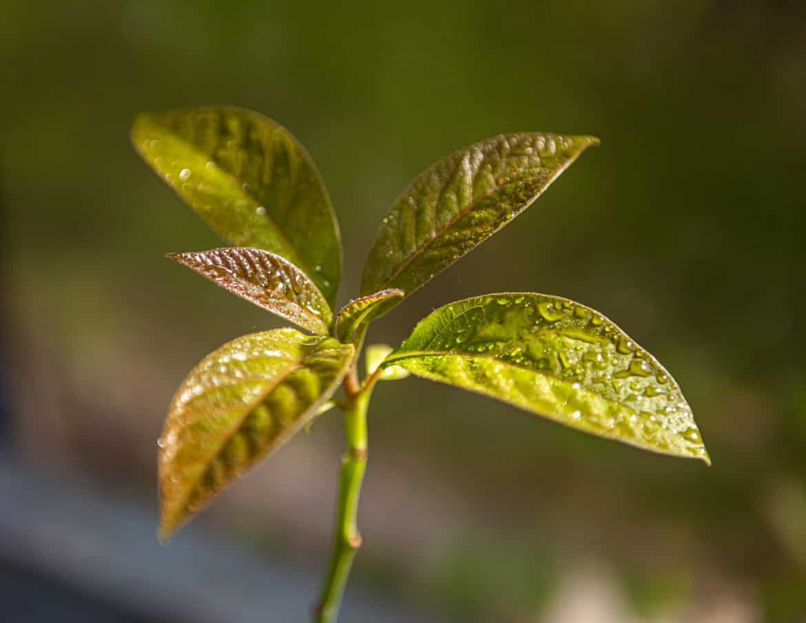 Are Your Avocado Leaves Turning Brown This Is How To Save Them   Plant 4262084 1280 1170x905 