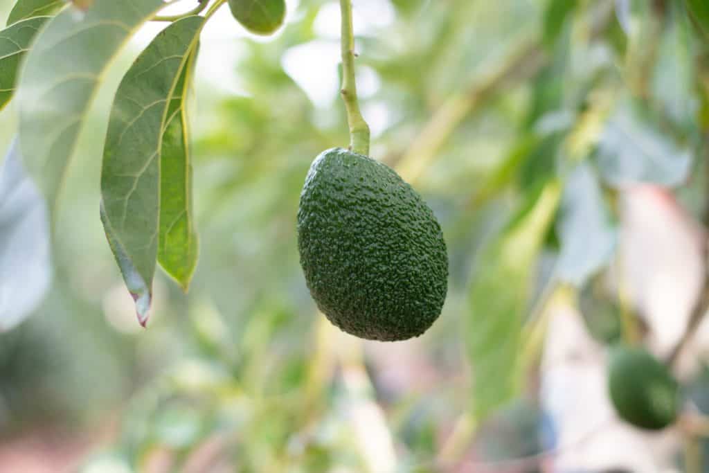 benefits of avocado leaves