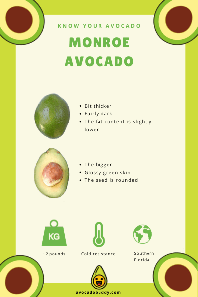 Know Your Avocado: The Monroe Avocado 1
