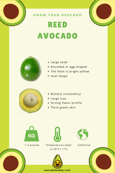 Know Your Avocado: The Reed Avocado 1