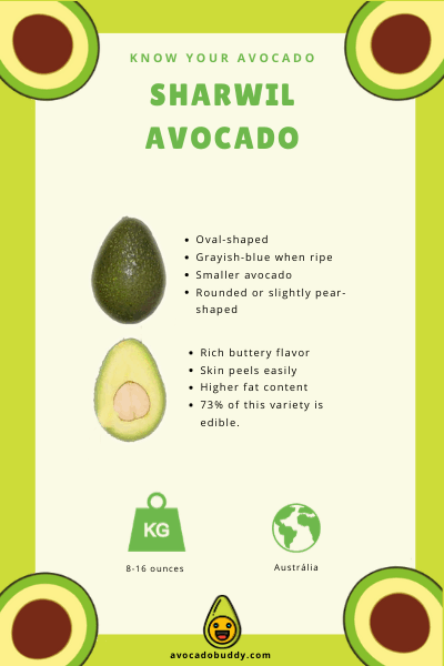 Know Your Avocado: The Sharwil Avocado 1