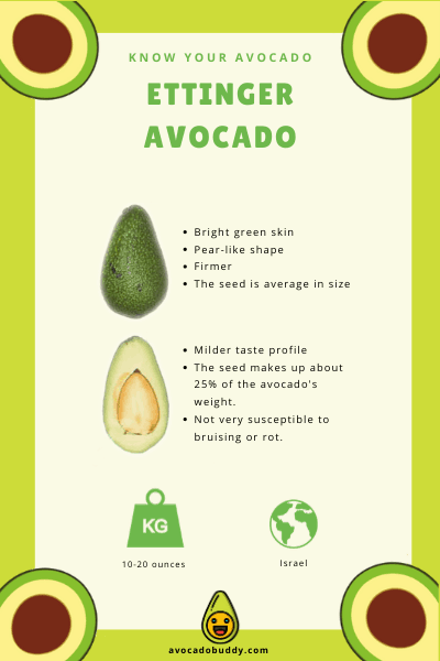 Know Your Avocado: The Ettinger Avocado 1