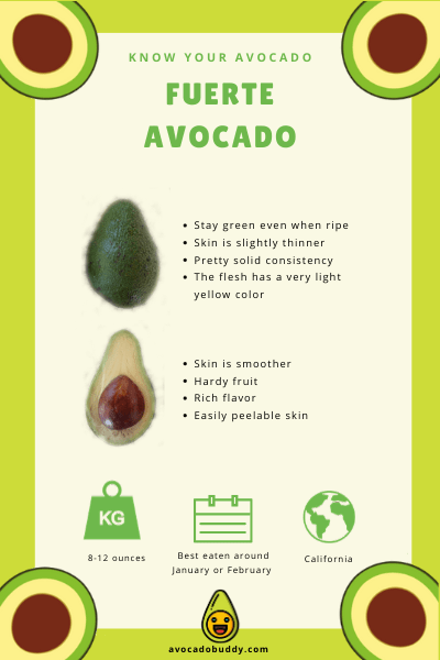 Know Your Avocado: The Fuerte Avocado 1