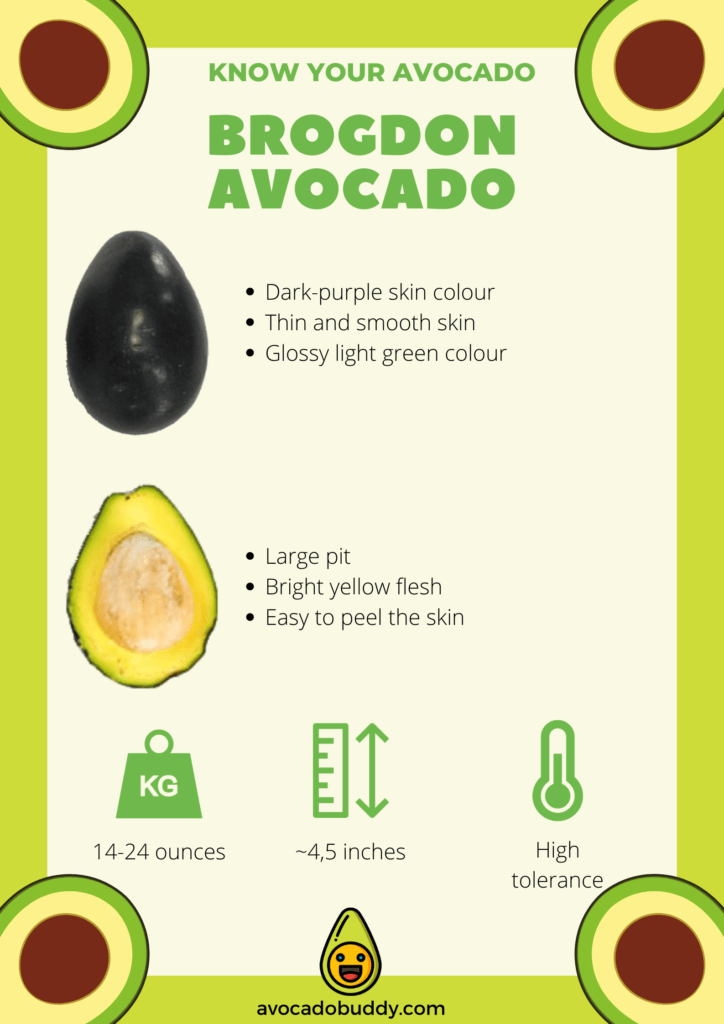 brogdon avocado