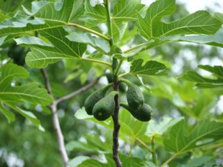 green fruit on tree branch